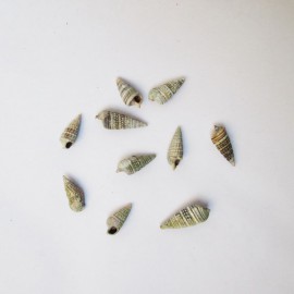 صدف گوش ماهی طبیعی در بسته های 60 گرمی