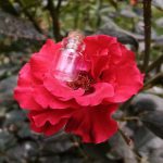 مینی بطری 2 سانتی وارداتی باکیفیت