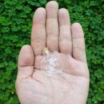 مینی بطری توپی با درب چوب پنبه ای فروش عمده و تکی باقیمت مناسب